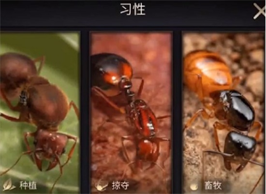 小小蚁国习性怎么选择 习性推荐攻略